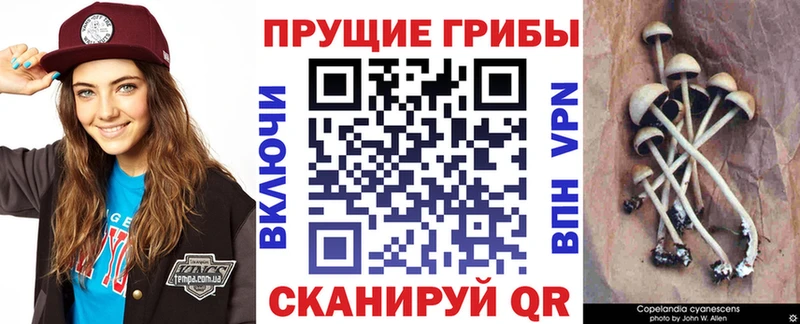 Псилоцибиновые грибы мицелий  Кимовск 
